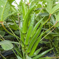 Clemson Spineless Okra Seeds | Southern Ochro Vegetable Seeds | 2025 Garden Planting Variety