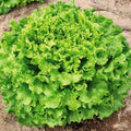 Organic Lettuce Seeds for Planting, Muir MTO Variety, 50 Seeds, Non-GMO, Heirloom