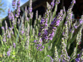 Fragrant Lavender Starter Plant - Sensational Variety for Gardens, Gifts & Relaxation - Lavandula angustifolia