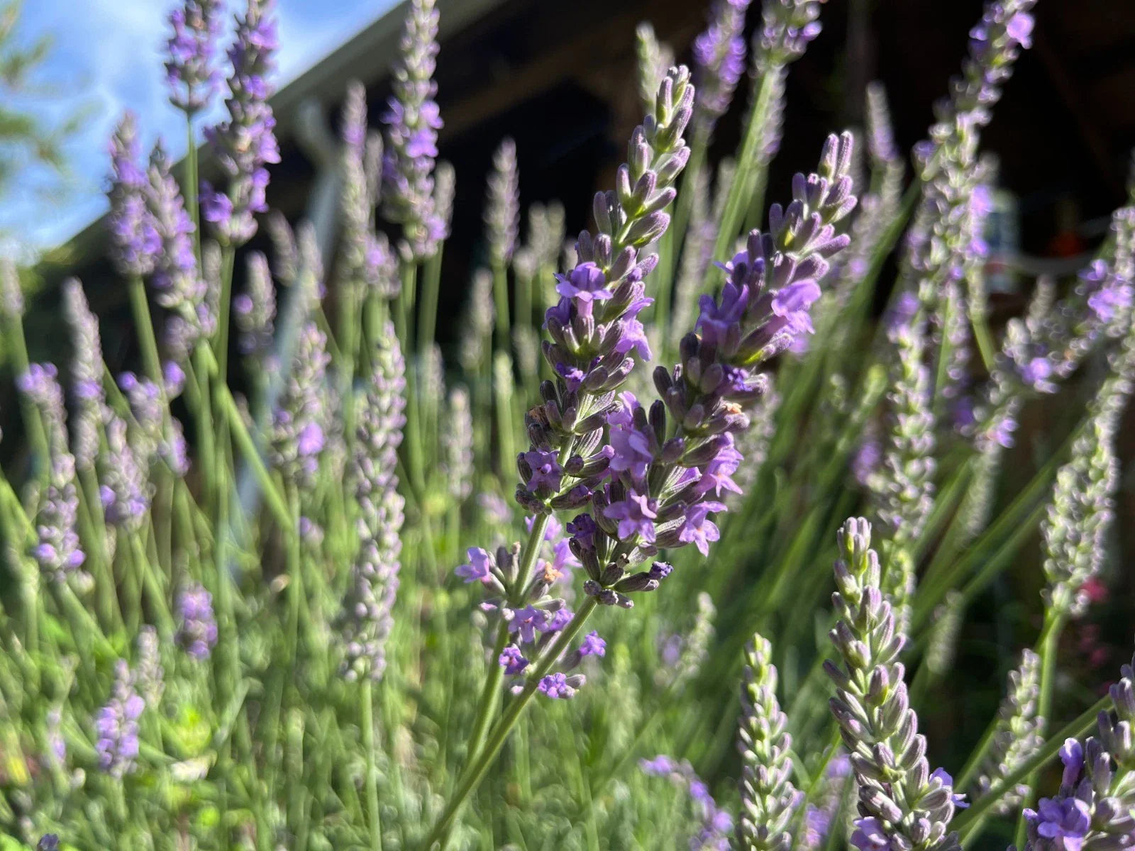 Fragrant Lavender Starter Plant - Sensational Variety for Gardens, Gifts & Relaxation - Lavandula angustifolia