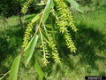 Black Willow Tree Cuttings - 2 Pack - Shade and Privacy - Salix nigra
