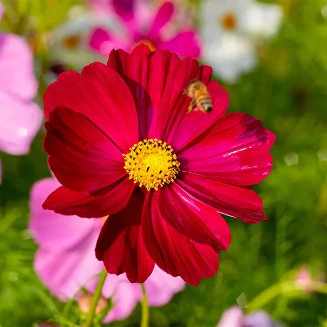 Dazzler Cosmos Seeds - 100 Organic Seeds - Colorful Annual Flower - Cosmos bipinnatus - Free Shipping USA
