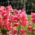 Elegance Watermelon Sweet Pea Seeds - 50+ Pack - Lathyrus odoratus - Non-GMO Garden Seeds - USA