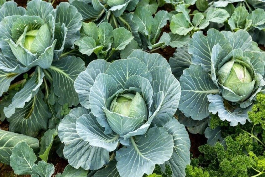 Cabbage Seeds 1000+ Count - Organic Heirloom Non-GMO - All Season Variety - Brassica oleracea