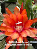 Epiphyllum Orchid Cactus Coral Dance 4” Starter Pot - Rooted Plant, Exotic Houseplant, Indoor Gardening, Succulent