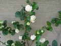 Grand Duke of Tuscany Jasmine Plant - Small Rooted Starter - Jasminum Sambac - Fragrant Flowering Indoor/Outdoor Plant