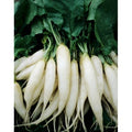 White Icicle Radish Seeds - Fresh Seed for Planting - Raphanus sativus - Heirloom Variety