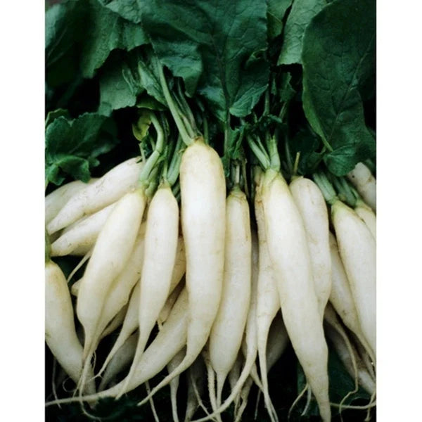 White Icicle Radish Seeds - Fresh Seed for Planting - Raphanus sativus - Heirloom Variety