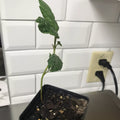 Loquat Fruit Tree Seedling 4-6 Inches Tall in 2.5 Inch Pot Eriobotrya japonica