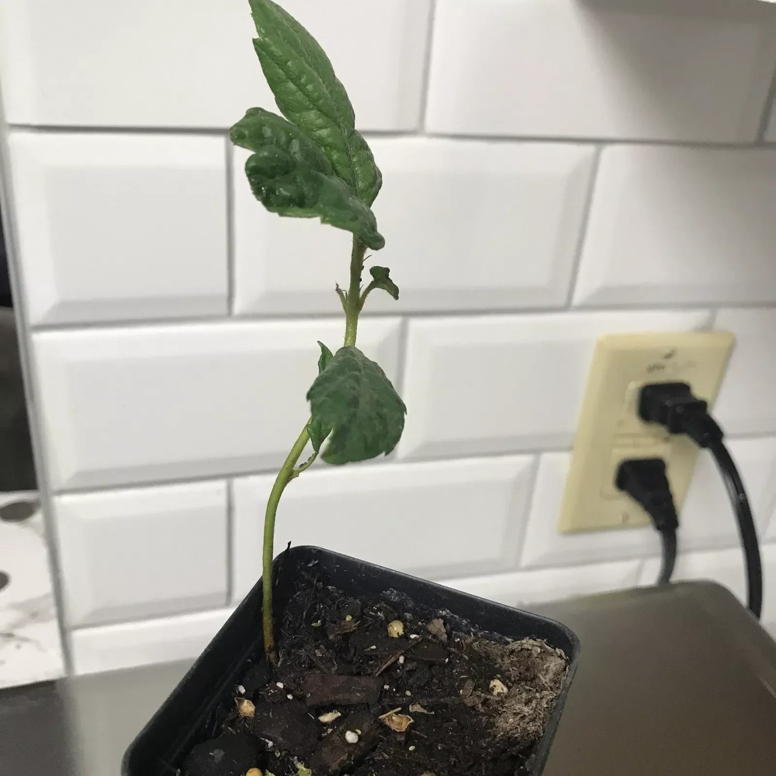 Loquat Fruit Tree Seedling 4-6 Inches Tall in 2.5 Inch Pot Eriobotrya japonica