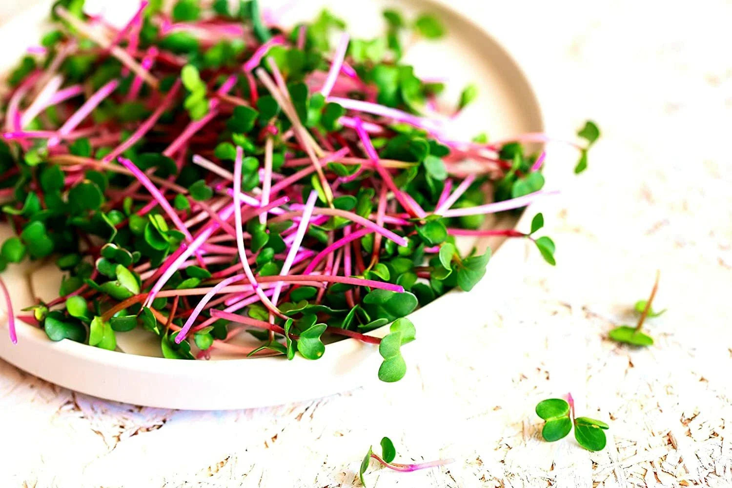 Radish Sprout Seeds - 250 Count - Tasty, Delicious Sprouts - Raphanus sativus