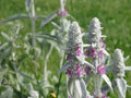 Lamb's Ears Seeds - 30 Count - Sun Perennial - Stachys byzantina - GroCo USA - Buy 15, Ships Free
