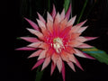 Epiphyllum Orchid Cactus Cutting - Kiwi Beloved Variety - Unique Houseplant for Indoor Gardens, Exotic Greenery