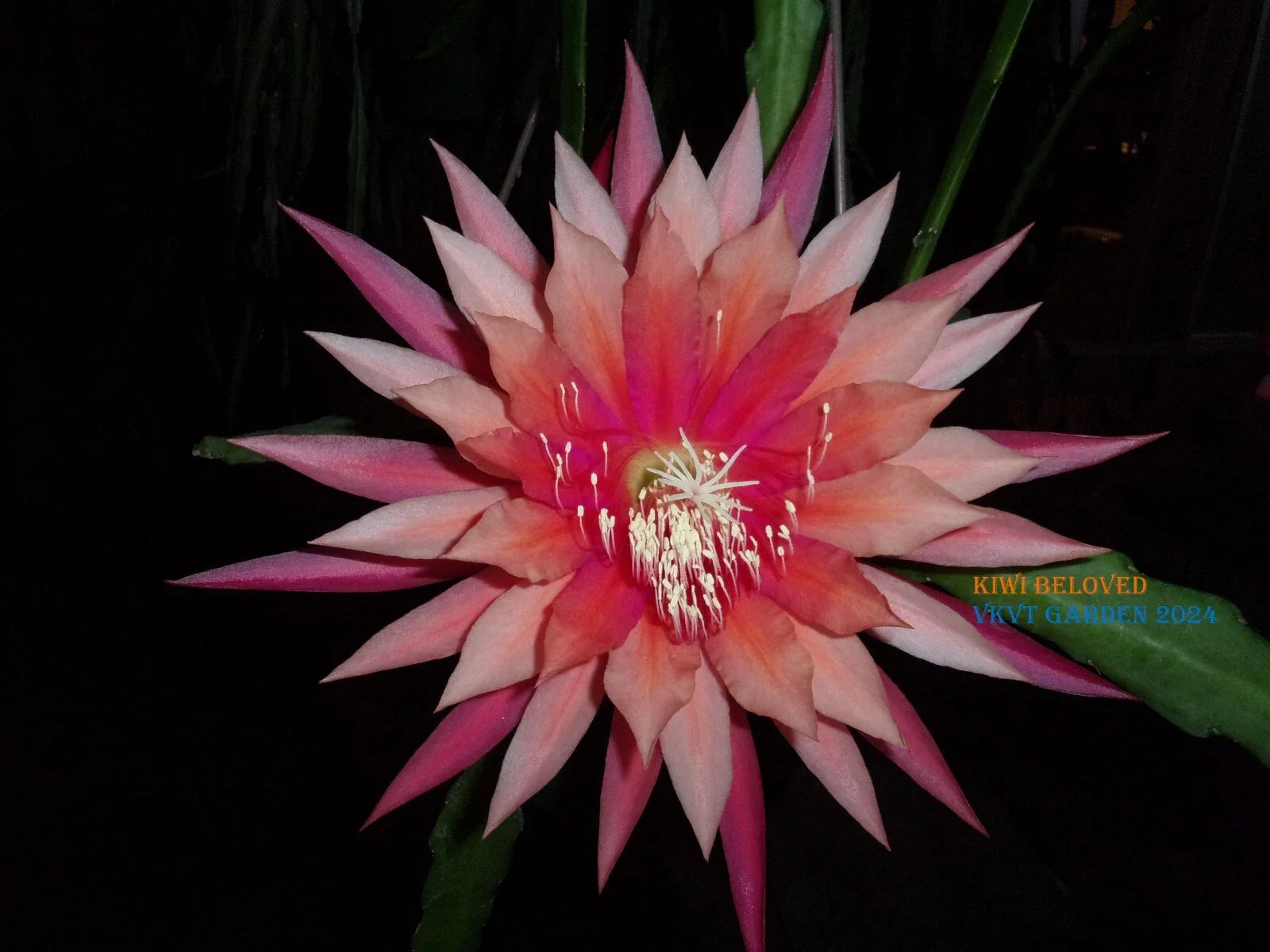 Epiphyllum Orchid Cactus Cutting - Kiwi Beloved Variety - Unique Houseplant for Indoor Gardens, Exotic Greenery