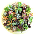 30 Succulent Cuttings 1-2" - 15 Varieties for Fairy Garden, Wedding Favors - Ideal for Crafts and Decor