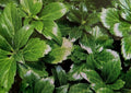 20 Japanese Spurge Plants - Pachysandra Terminalis - Hardy Evergreen Groundcover - Pre-Order for Spring Shipping