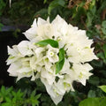 White Bougainvillea Plant - 5-10" Tall - 4" Pot - Bougainvillea glabra - Fast-Growing, Drought-Tolerant, White Bracts