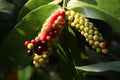 Rare Seeds 5-Pack - Bignay, Buni, Salamander Tree - Antidesma bunius