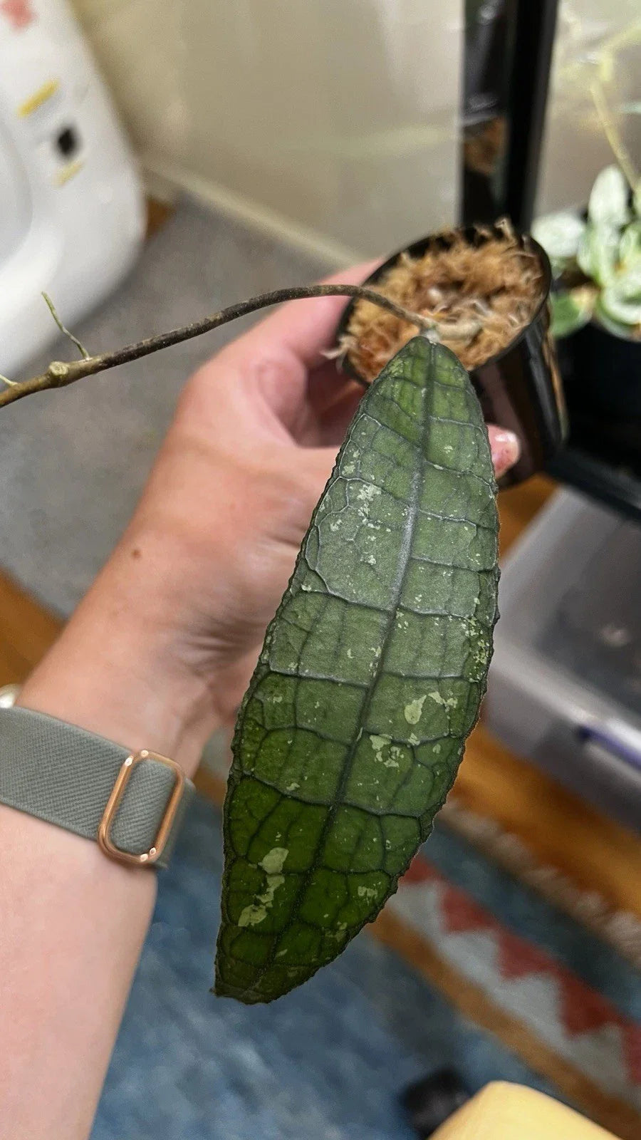 Hoya Clemensiorum Cutting - 2in Pot - Red and White Blooms - Hoya clemensiorum