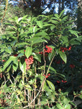 Organic Coral Berry Ardisia Plant 8”+ Tall - Ardisia crenata - Native, Cold Hardy, Red Berries, Shiny Green Foliage, 5 Plants