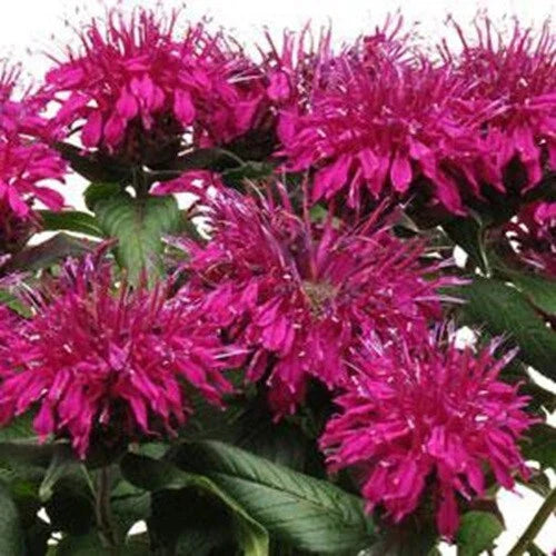 Purple Balm Seeds - 100 Count Hummingbird Flower Seeds - Monarda Didyma - US Seller
