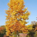 Tulip Poplar Tree Seedling | Live Tree for Planting (1 Tree) | Liriodendron tulipifera