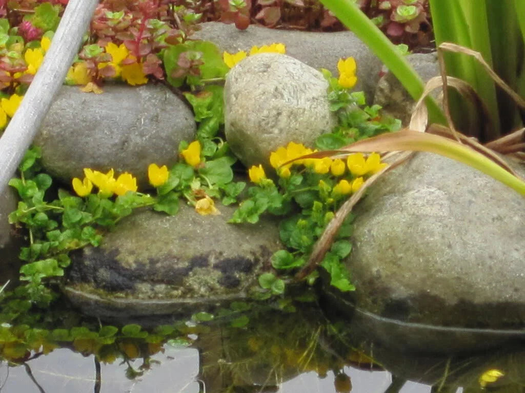 Creeping Jenny Rooted Cuttings - Marsh Pond Bog Groundcover - Lysimachia nummularia - 10 Pack