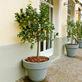 Meyer Lemon Tree - 8-14" Live Citrus Plant in 10" Pot - Citrus x meyeri