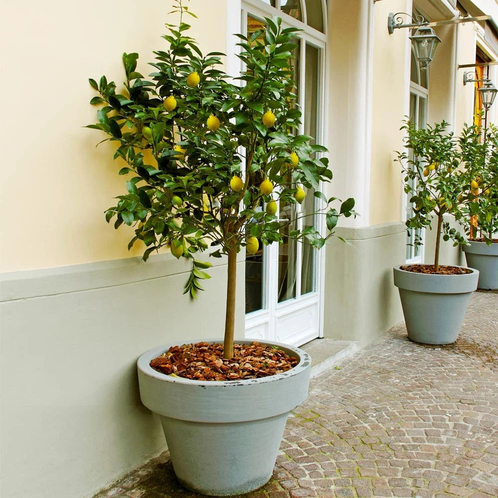 Meyer Lemon Tree - 8-14" Live Citrus Plant in 10" Pot - Citrus x meyeri
