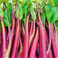 Hon Tsai Tai Purple Yu Choy Sum Seeds - 红菜苔 Red Cabbage Bok - Chinese Vegetable Seeds - Heirloom Variety