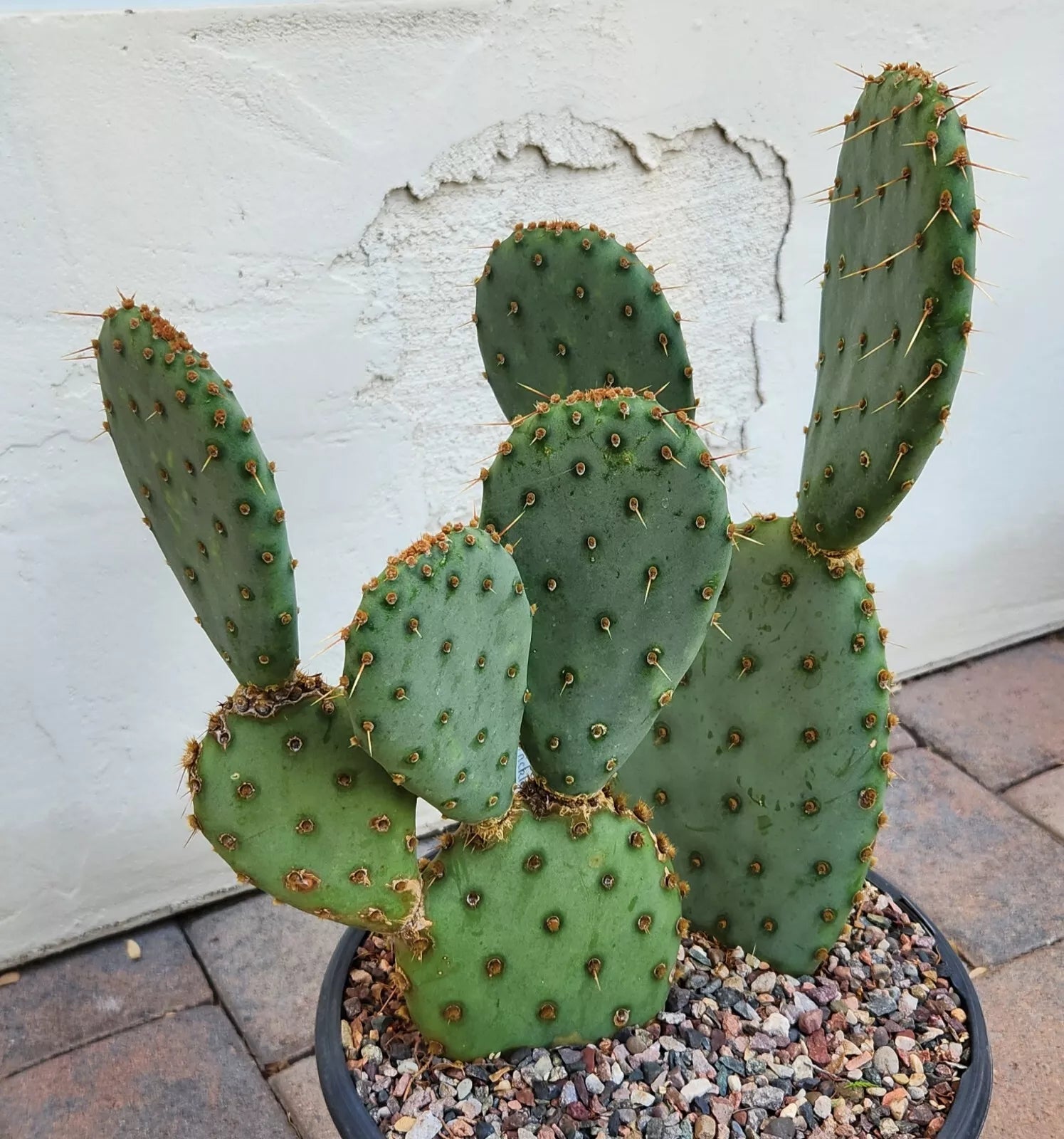 Opuntia X Vaseyi Pad Cutting | Vasey's Prickly Pear Cactus | Redlands CA | Succulent Plant Cutting