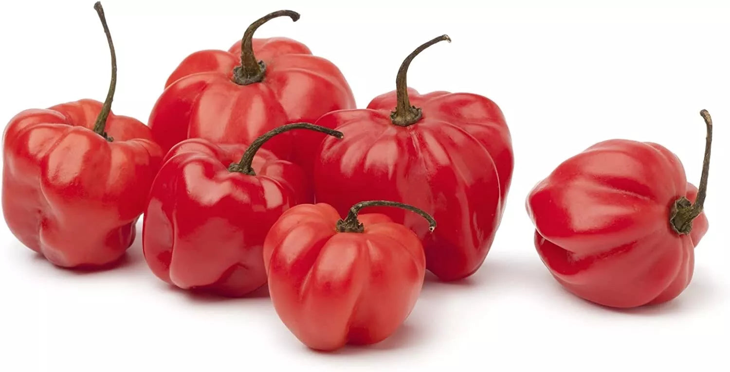 Sweet Bonnet Pepper Seeds - 10 Seeds - Easy to Grow, Capsicum chinense