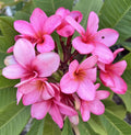 Plumeria Cutting with Grow Tip - Bewitched Variety - Fresh Plant Propagation - Frangipani (Plumeria spp.)