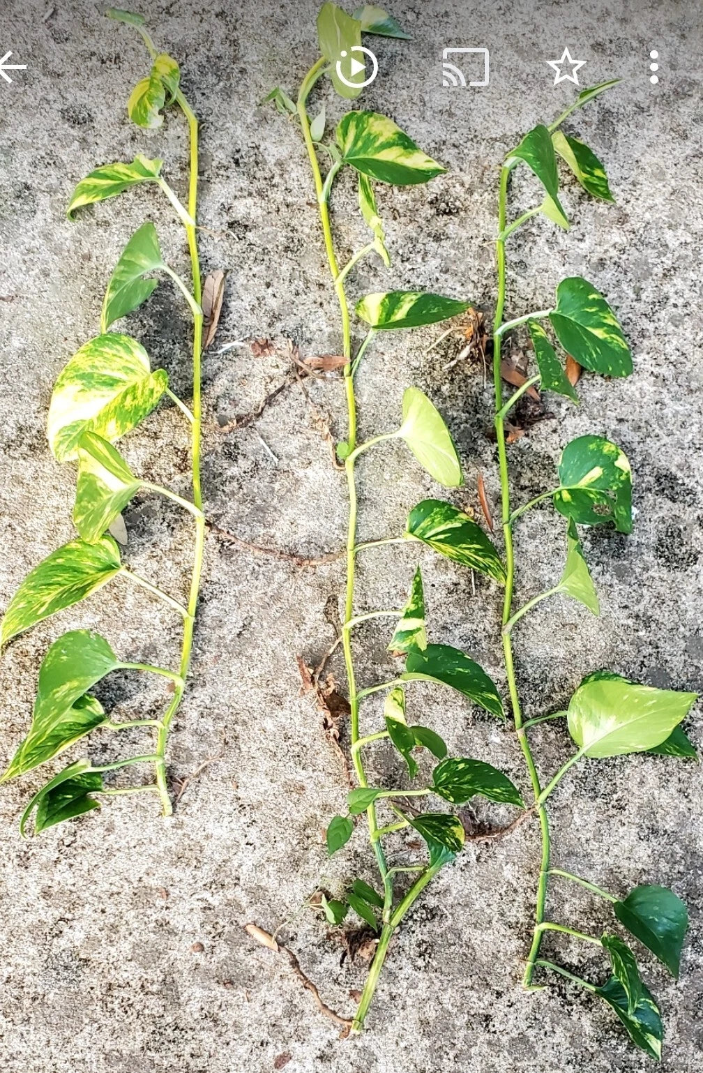 Giant Golden Hawaiian Pothos Plant - Live Indoor Houseplant - Epipremnum aureum