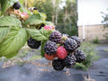 Everbearing Black Raspberry Plant - Ohio Treasure Variety - Rubus occidentalis - Zones 3-8, Not Dormant