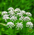 Organic Anise Seed for Planting - Heirloom Variety - Pimpinella anisum - Non-GMO, Culinary Herb Seeds