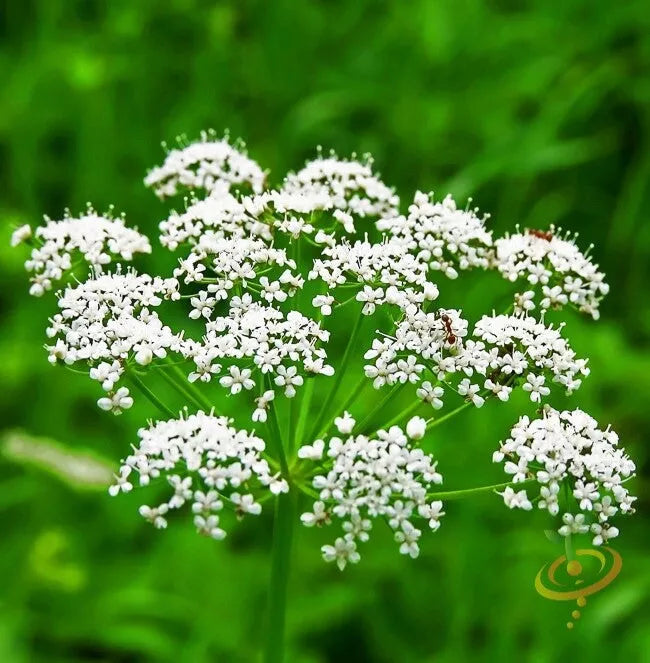 Organic Anise Seed for Planting - Heirloom Variety - Pimpinella anisum - Non-GMO, Culinary Herb Seeds