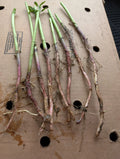 Red Organic Jerusalem Artichoke Roots for Planting - Small & Medium - Helianthus tuberosus - 7+1 Free