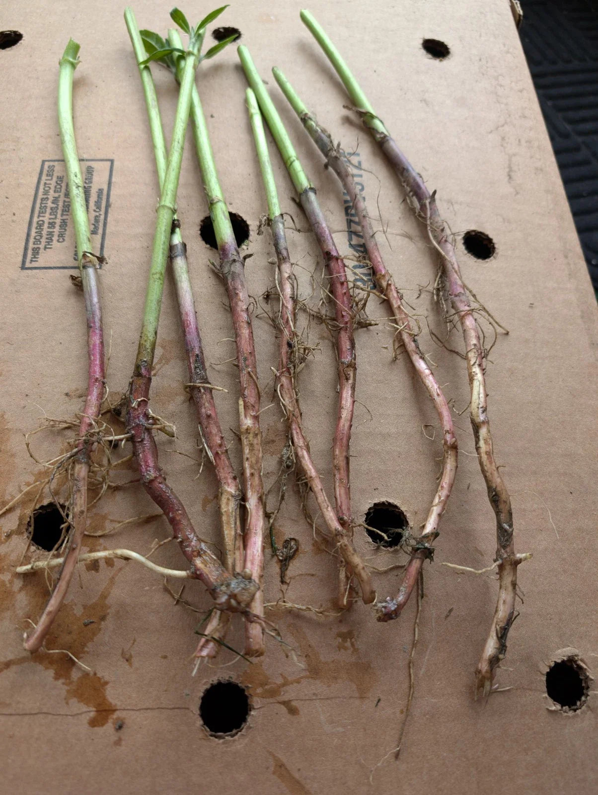 Red Organic Jerusalem Artichoke Roots for Planting - Small & Medium - Helianthus tuberosus - 7+1 Free