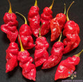 Spanish Naga Hot Pepper Seeds - 25+ Count - Ideal for Garden Planting - Capsicum chinense - USA Grown