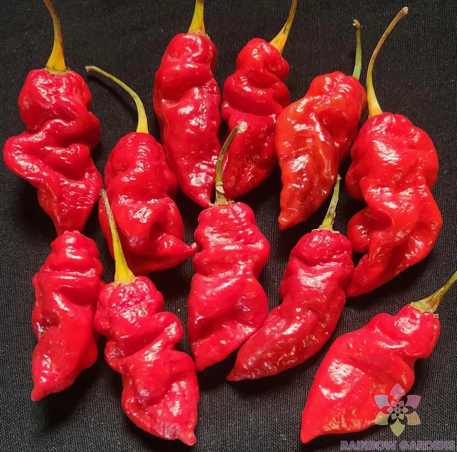 Spanish Naga Hot Pepper Seeds - 25+ Count - Ideal for Garden Planting - Capsicum chinense - USA Grown