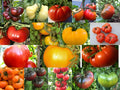 Beefsteak Tomatoes Variety Pack - Oxheart, Brandywine, Cherokee Purple, Black Krim - Heirloom Seeds