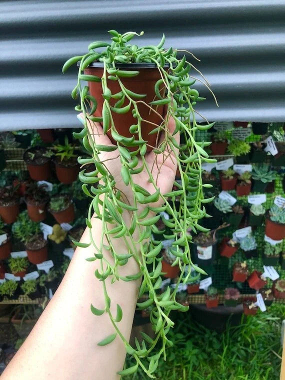 String of Bananas Plant Cuttings - 6 Rooting Cuttings - Senecio radicans - Succulent Houseplant