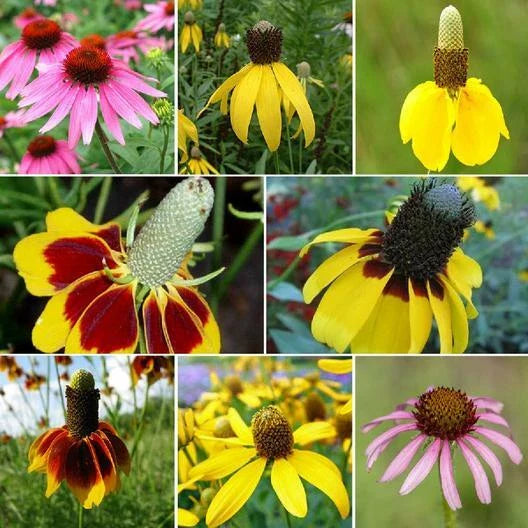 CONEHEAD Mix Coneflower Seeds - 500+ Echinacea Perennial Seeds for Gardens - Loved by Finches