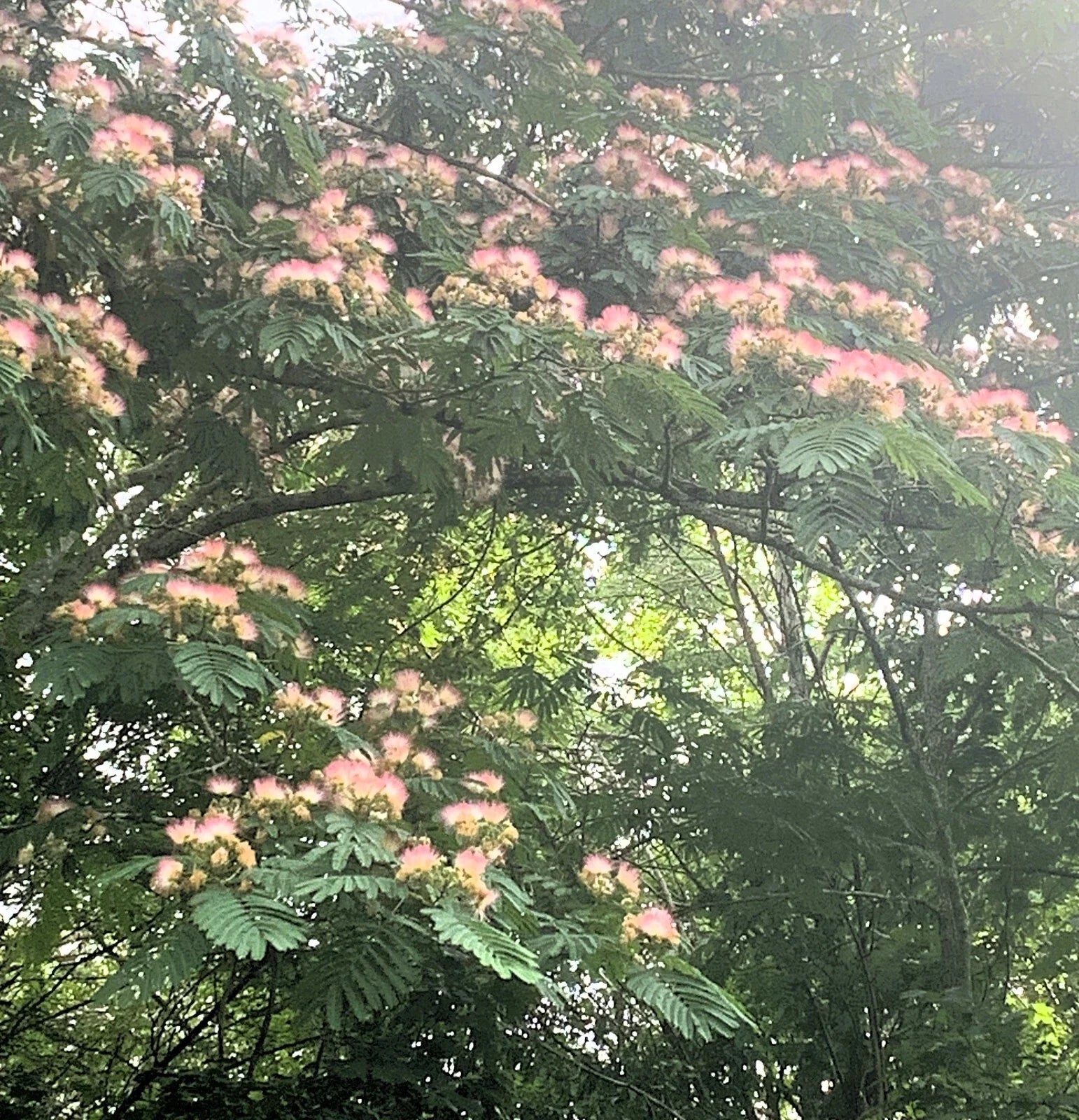 Pink Mimosa Tree Cuttings - 5 Pack - Albizia Julibrissin - 8-10” Pink Silk Tree Cuttings for Gardening
