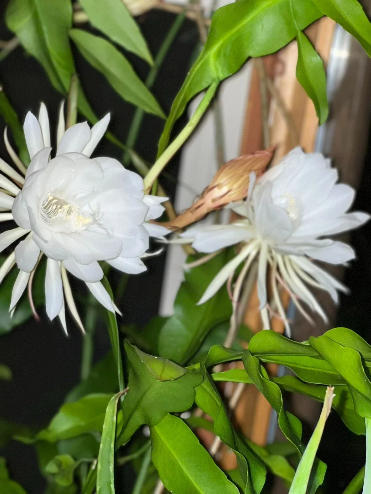 Queen of the Night Cactus Cutting - Unrooted Epithelium Plant - 3 Leaves - Unique Indoor Plant for Home Decor