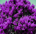 Live Plants Dark Purple Crepe Myrtle Bushes - Rooted Flowering Crape (Lagerstroemia indica)