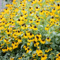 CLASPING Coneflower Seeds - 500 Non-GMO Pollinator-Friendly Wildflower Seeds - Echinacea angustifolia
