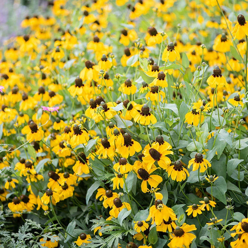 CLASPING Coneflower Seeds - 500 Non-GMO Pollinator-Friendly Wildflower Seeds - Echinacea angustifolia