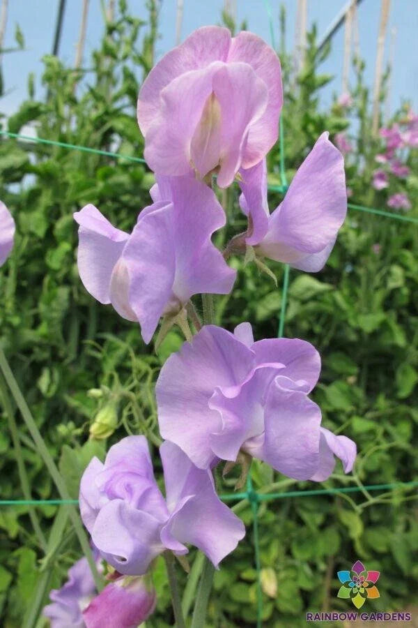 Sunshine Lavender Sweet Pea Seeds - 50+ Seeds for Garden Planting - Lathyrus odoratus - USA